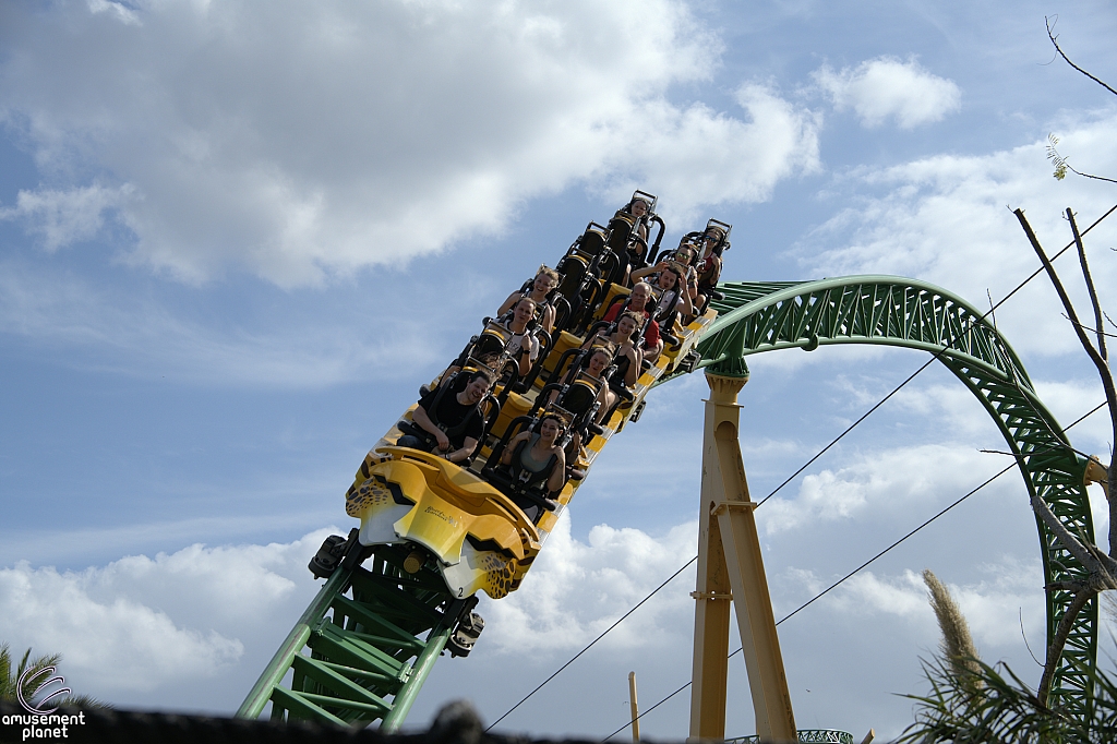 Cheetah Hunt