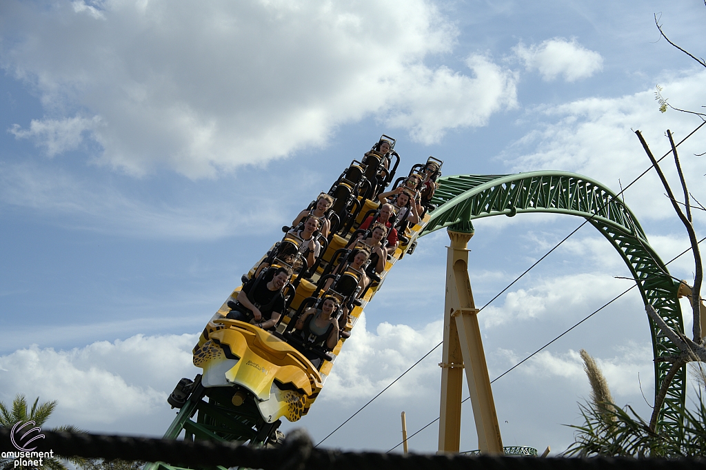 Cheetah Hunt