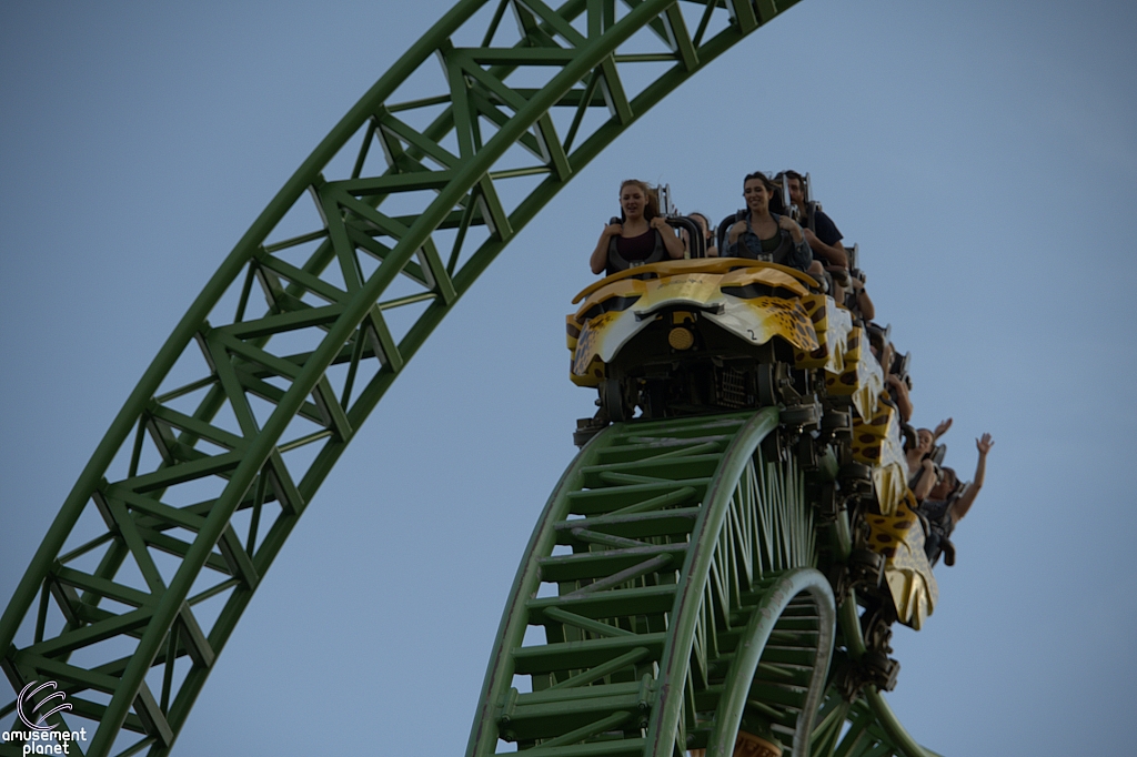 Cheetah Hunt