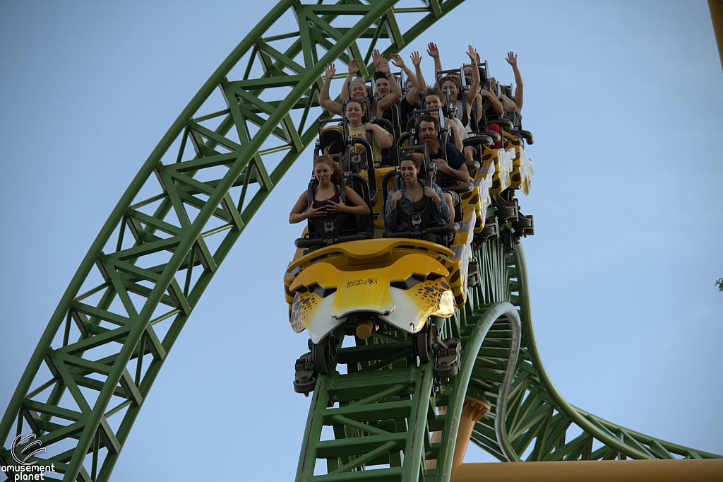 Cheetah Hunt