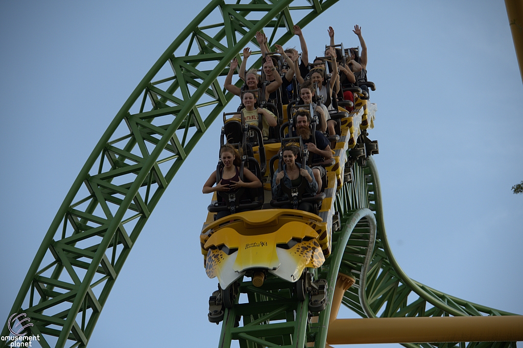 Cheetah Hunt