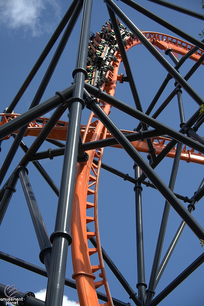 Tigris