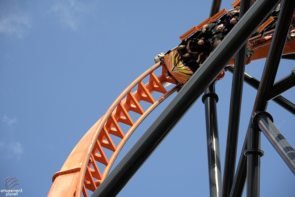 Tigris