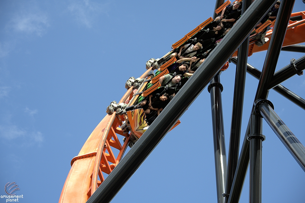 Tigris