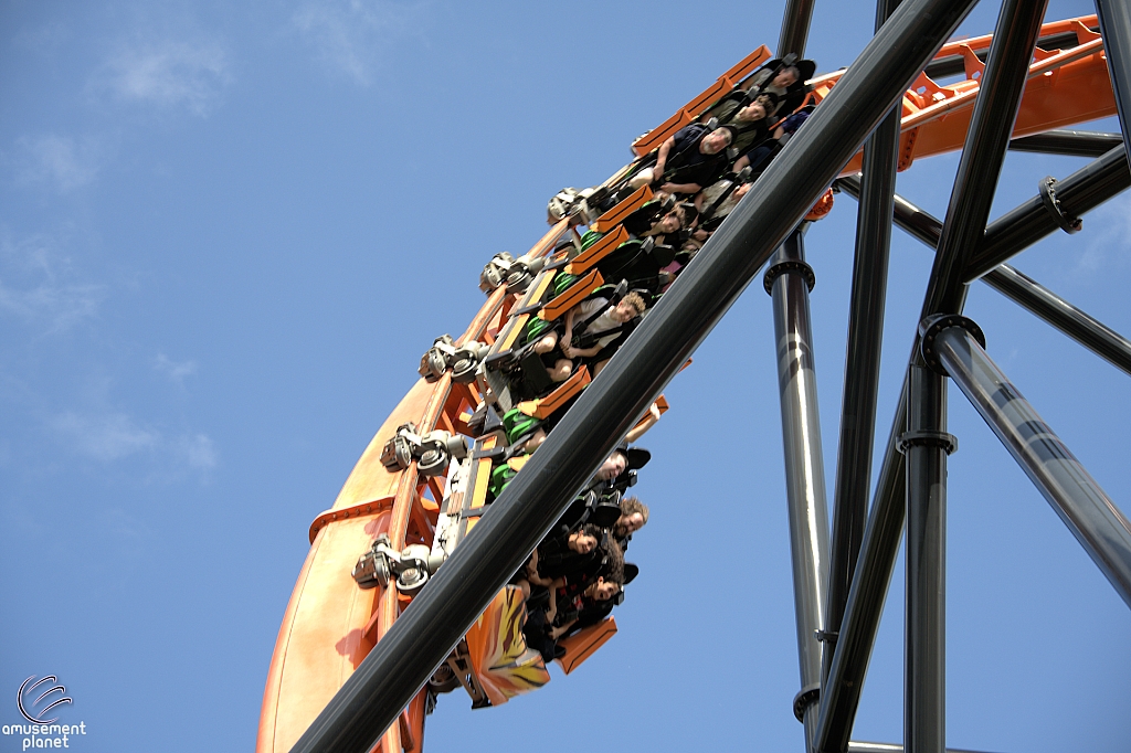 Tigris