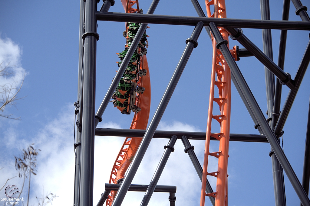 Tigris