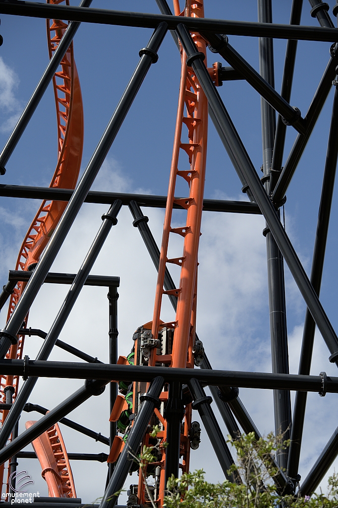 Tigris