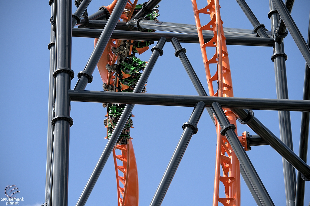 Tigris