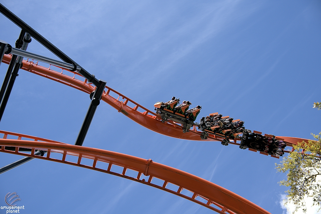 Tigris