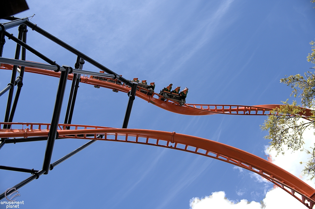 Tigris