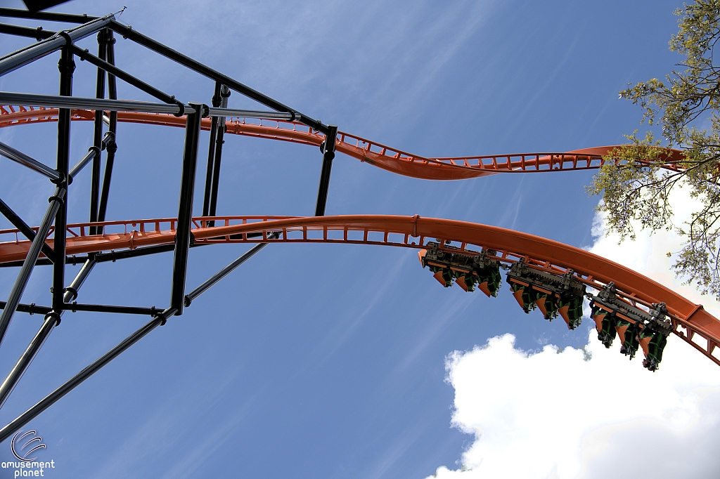 Tigris