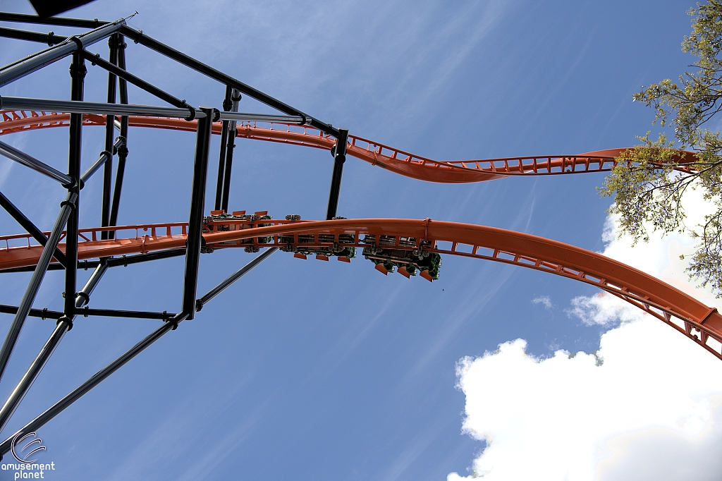Tigris