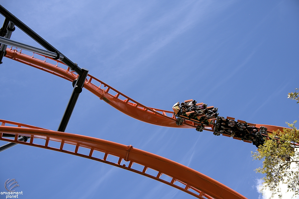 Tigris