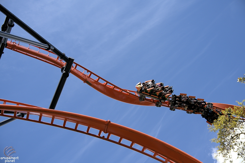 Tigris