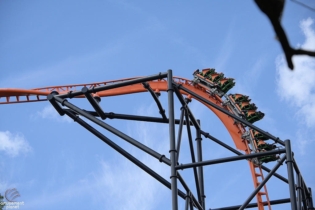 Tigris