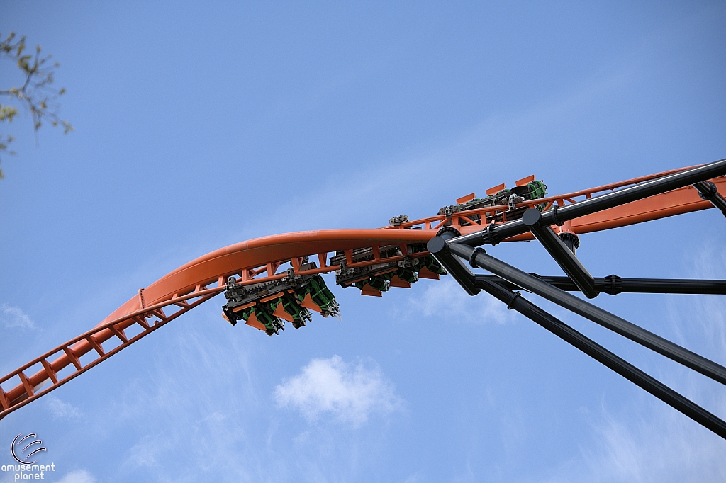 Tigris