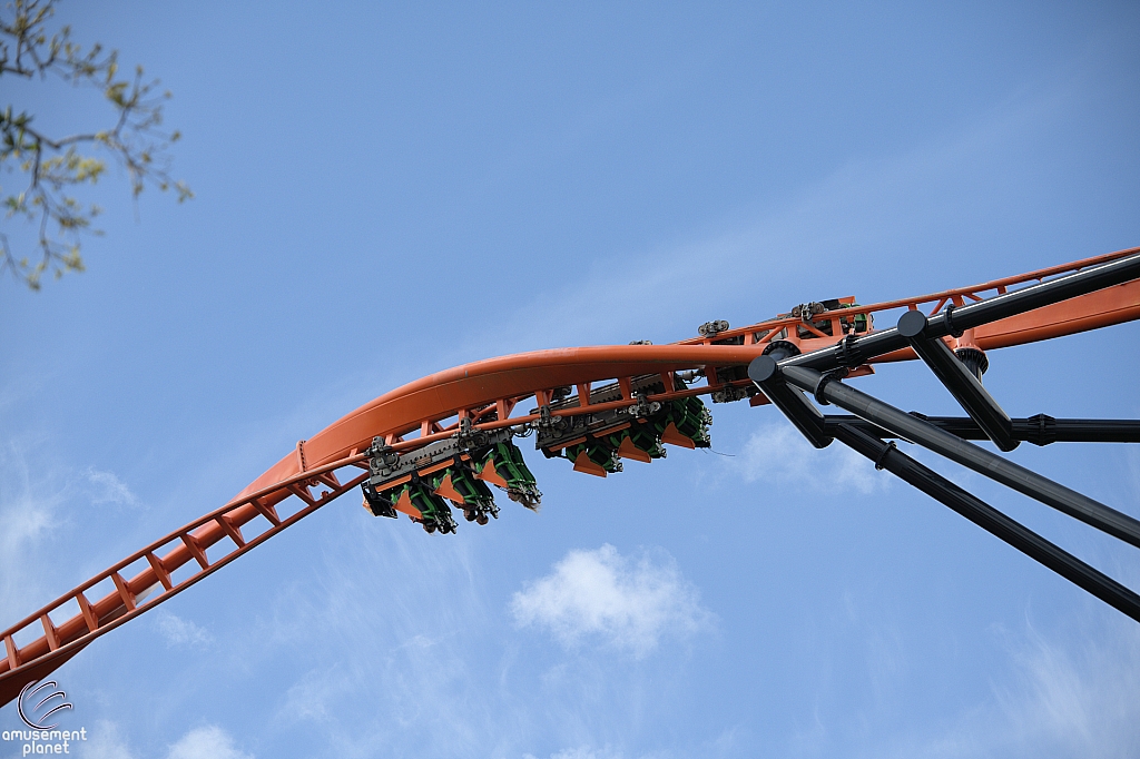 Tigris