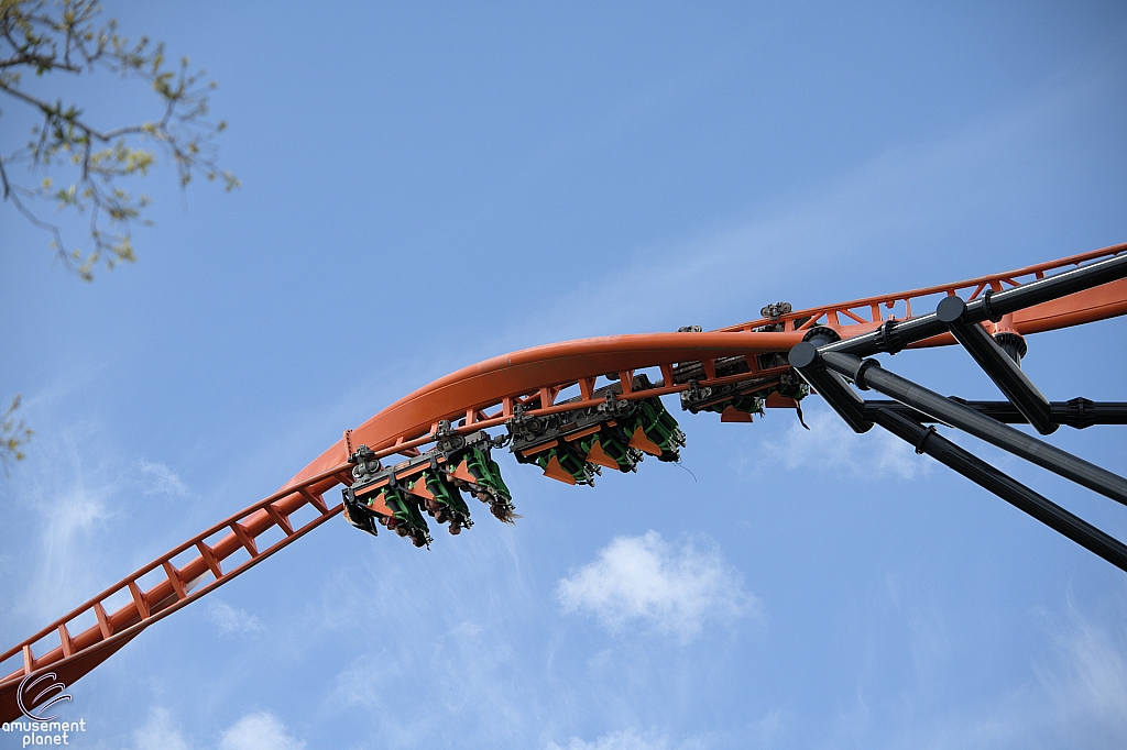 Tigris