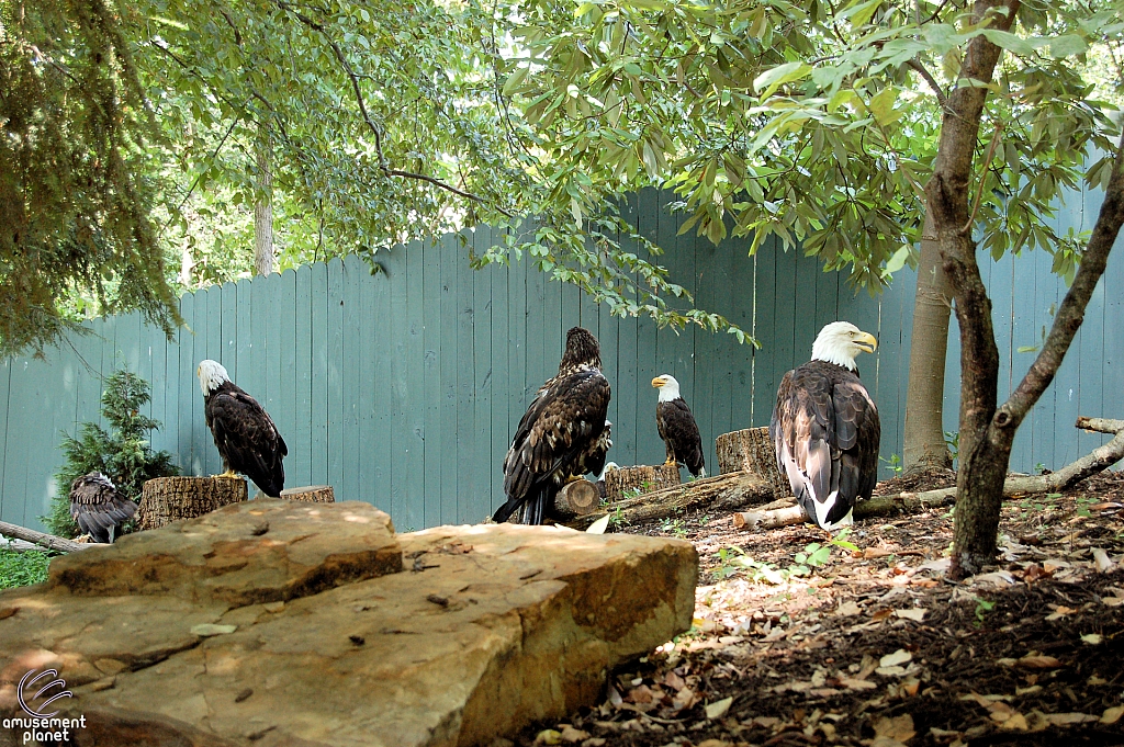 Busch Gardens Williamsburg