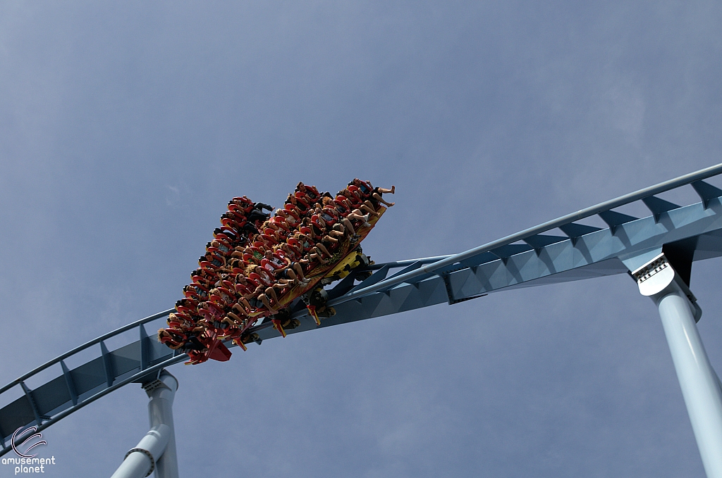 Griffon