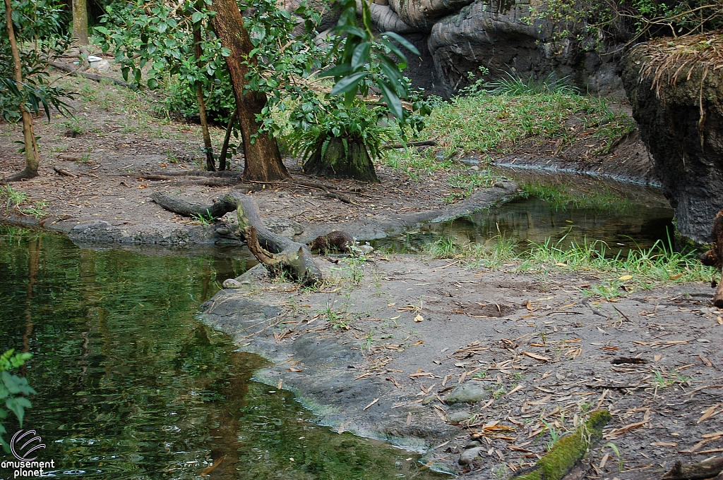 Disney's Animal Kingdom