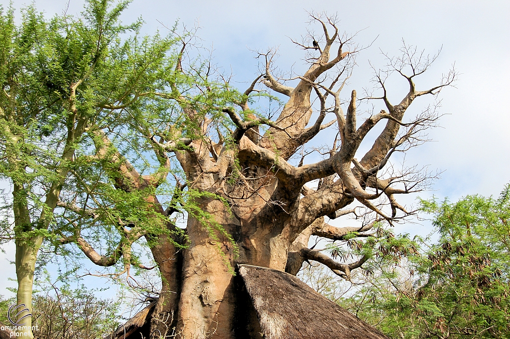 Disney's Animal Kingdom