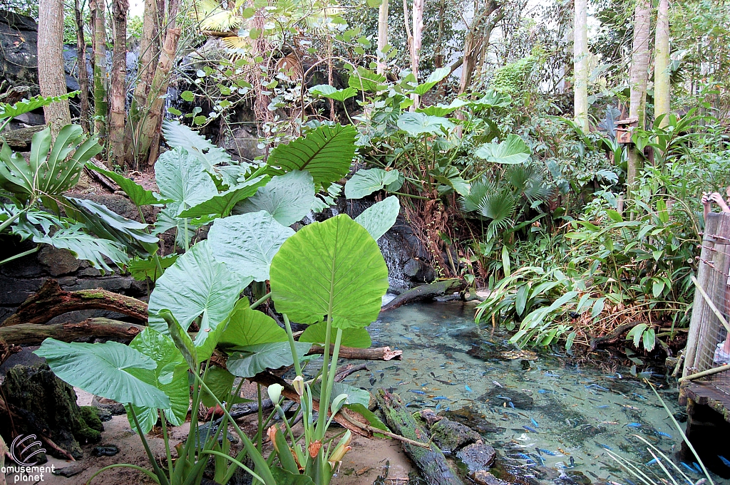 Disney's Animal Kingdom