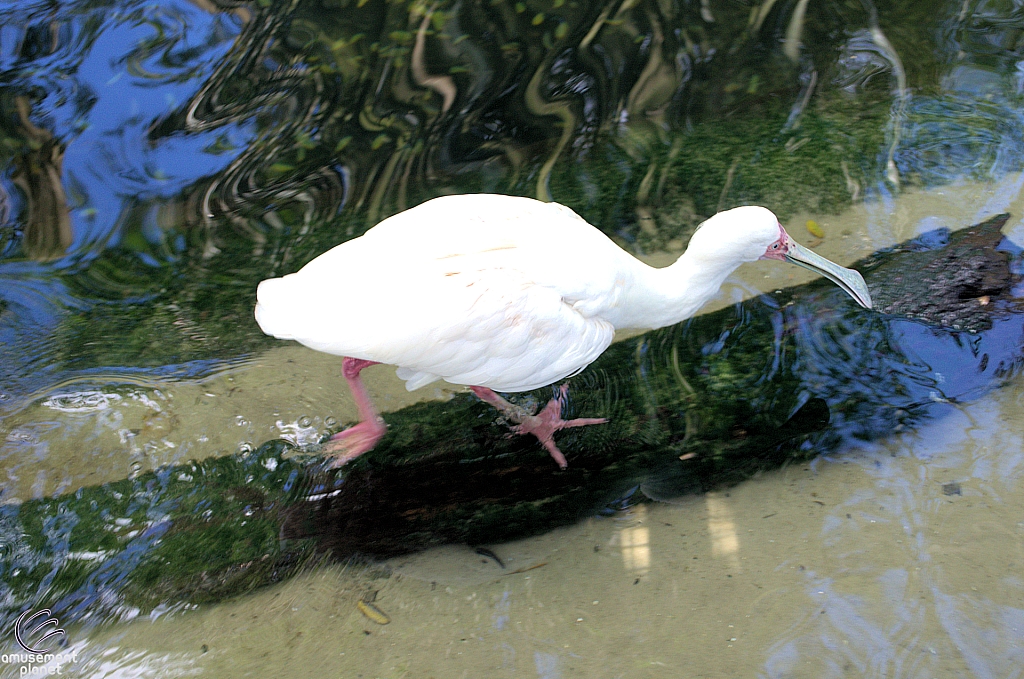 Disney's Animal Kingdom