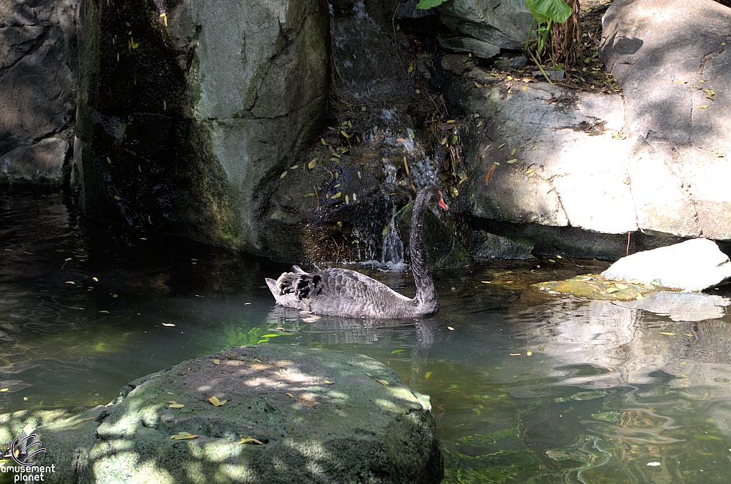 Disney's Animal Kingdom