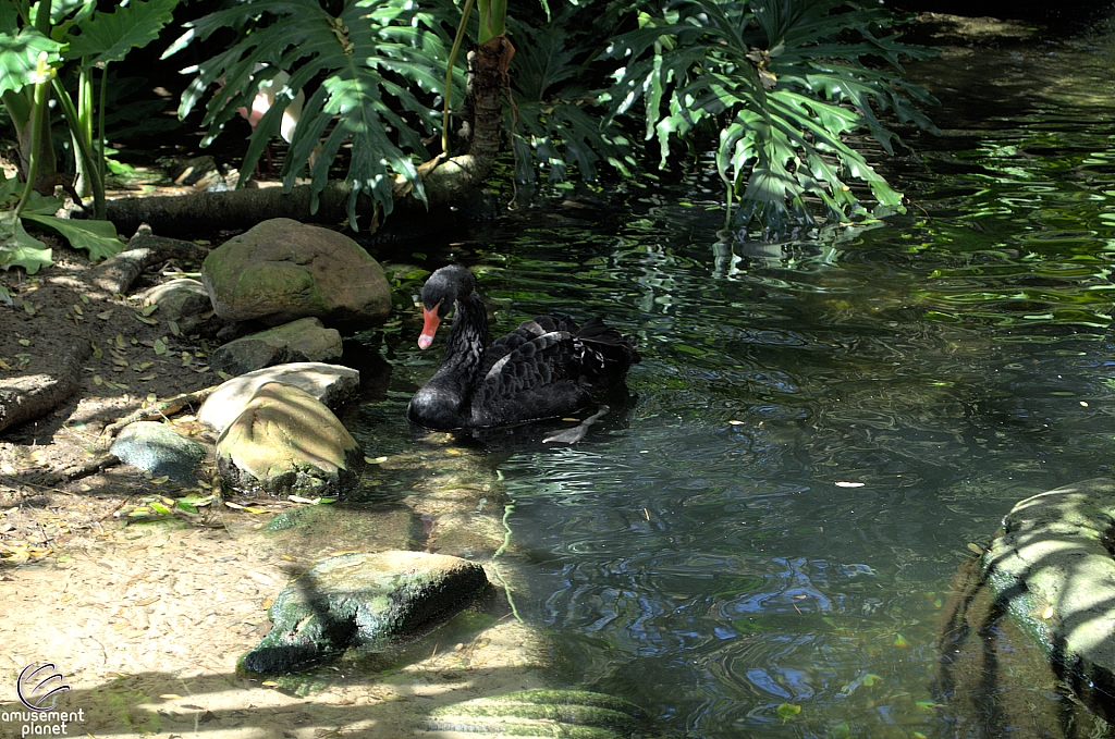 Disney's Animal Kingdom