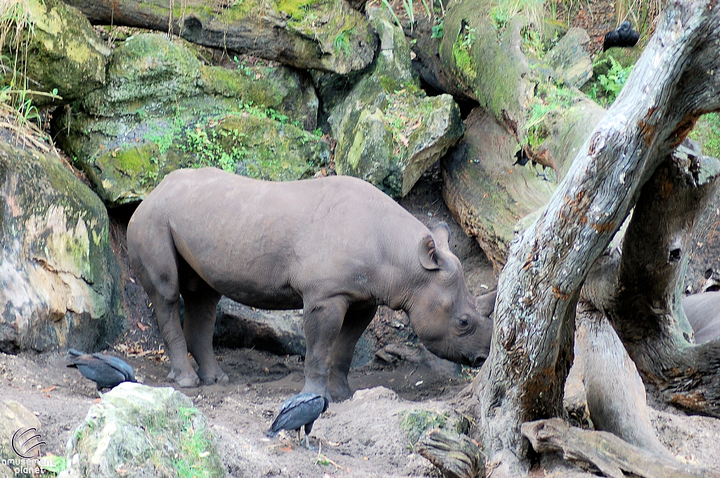 Kilimanjaro Safaris