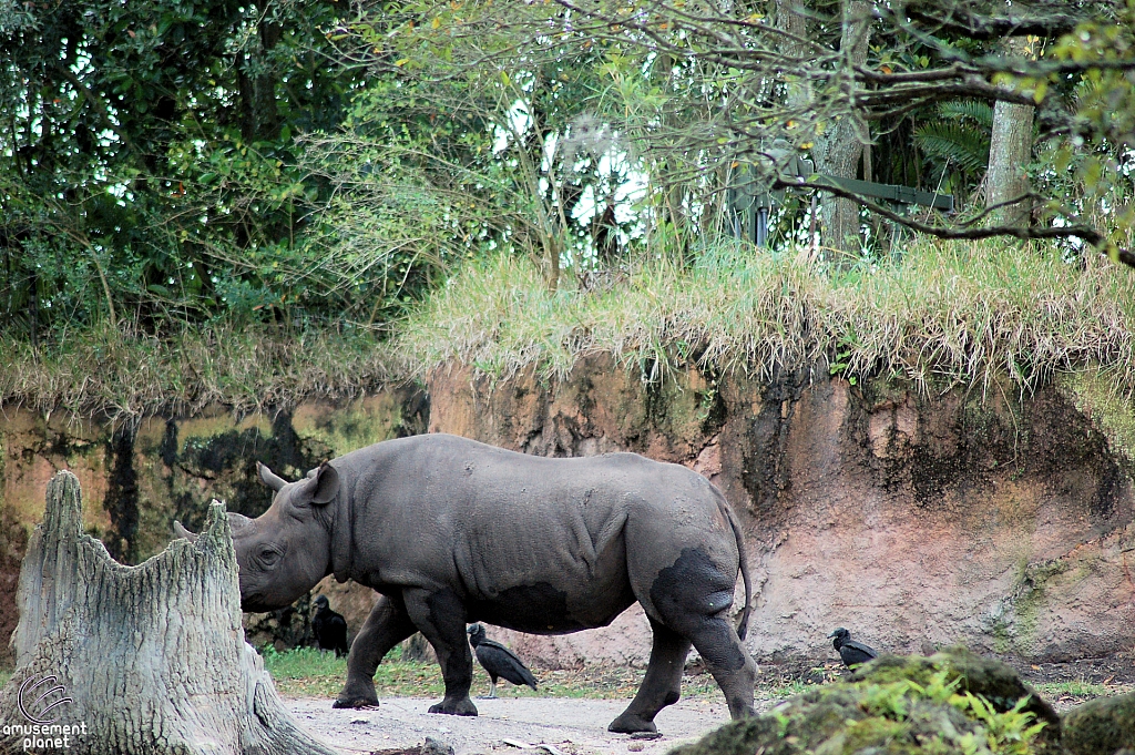 Kilimanjaro Safaris