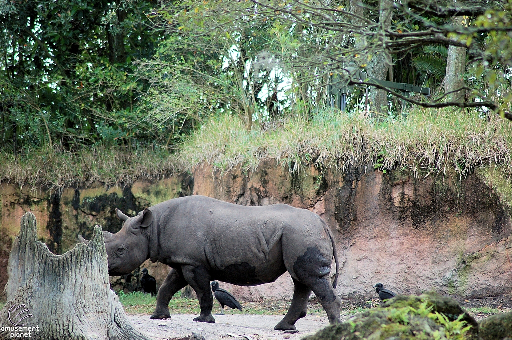 Kilimanjaro Safaris