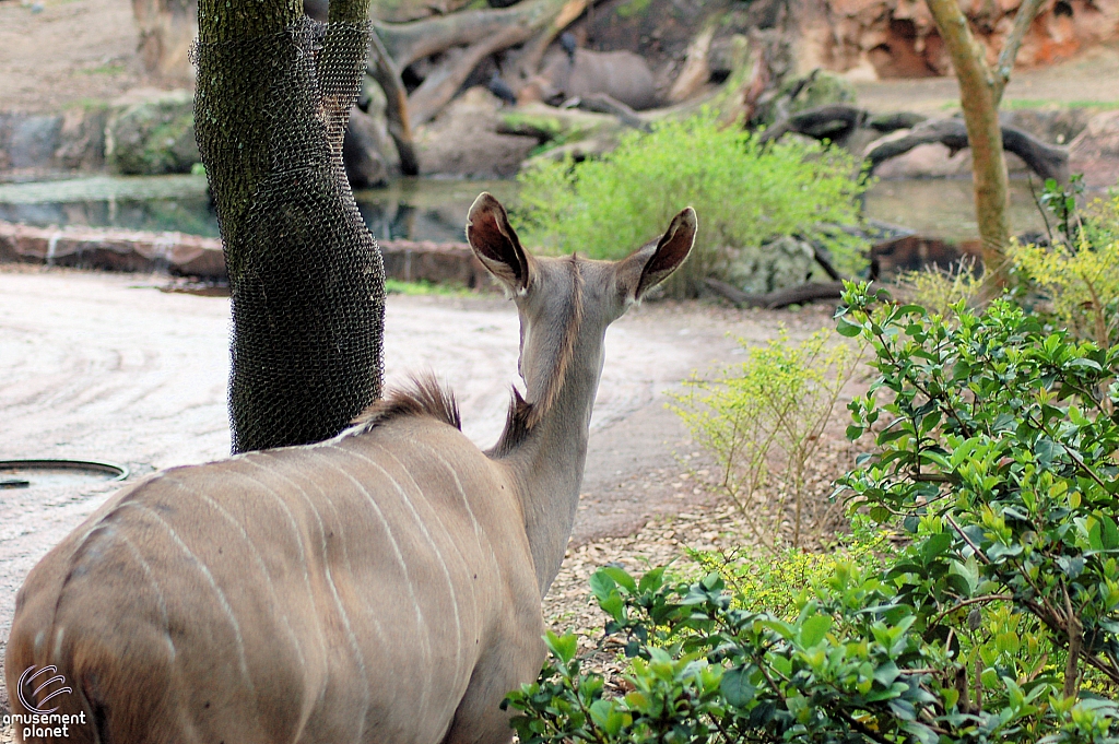 Kilimanjaro Safaris