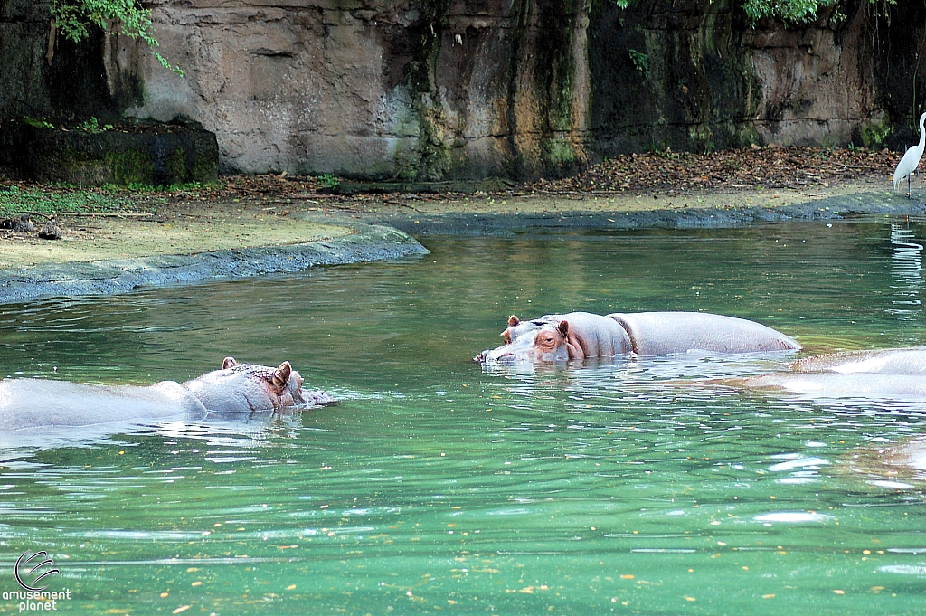 Kilimanjaro Safaris