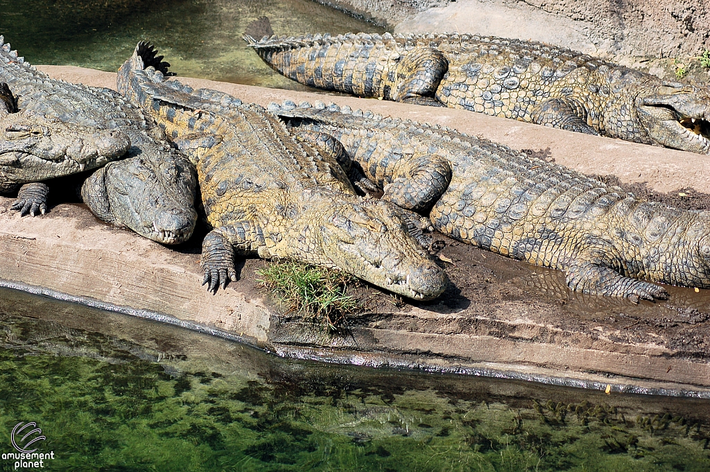 Kilimanjaro Safaris