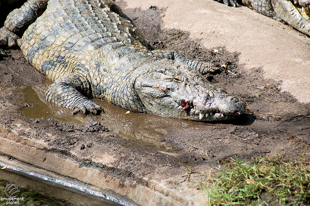 Kilimanjaro Safaris