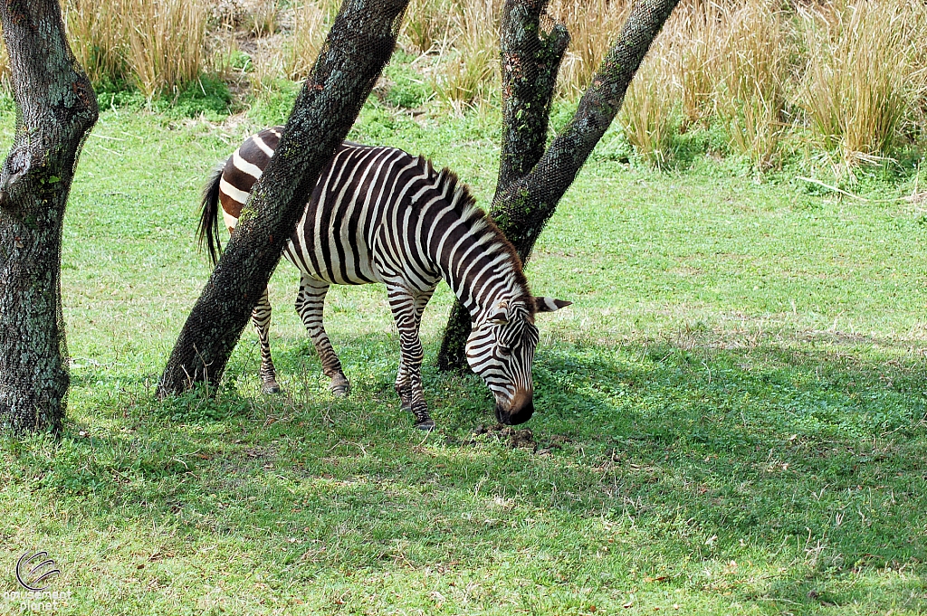 Kilimanjaro Safaris