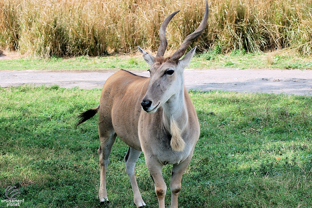 Kilimanjaro Safaris