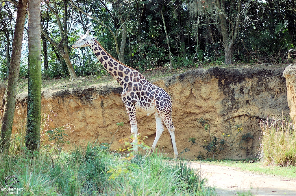 Kilimanjaro Safaris