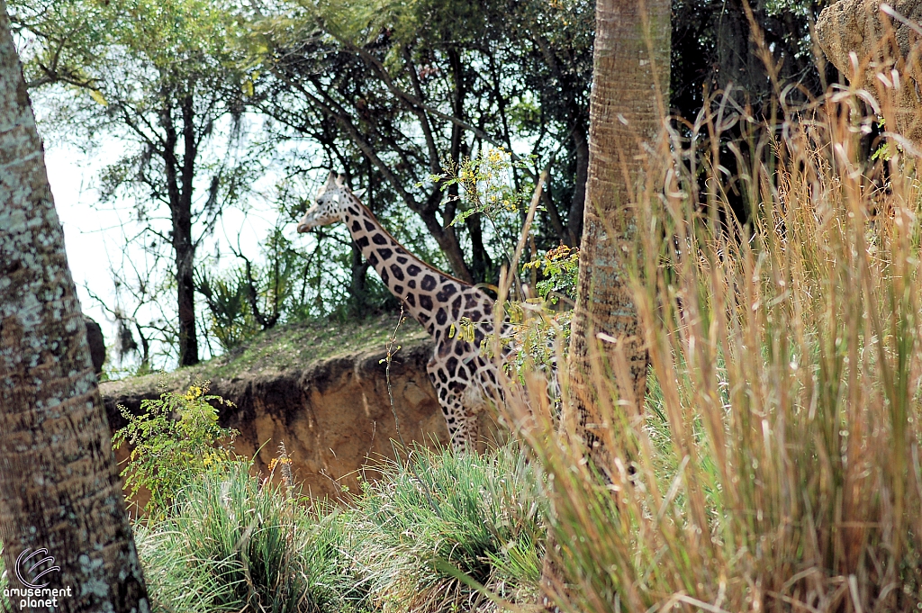 Kilimanjaro Safaris