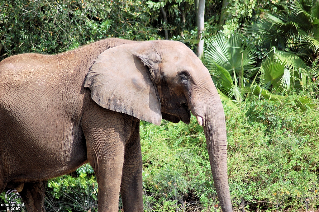 Kilimanjaro Safaris