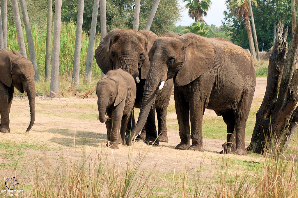 Kilimanjaro Safaris