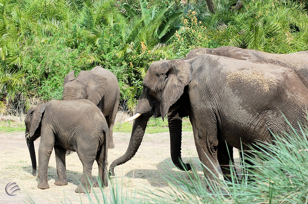 Kilimanjaro Safaris