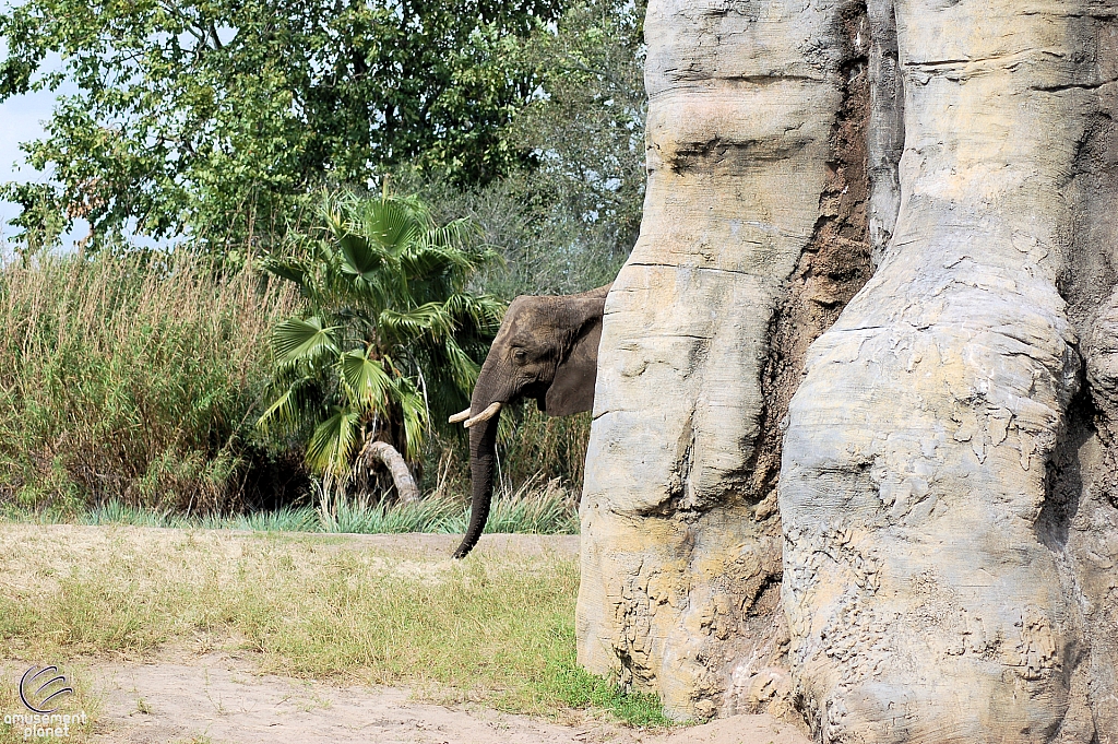 Kilimanjaro Safaris