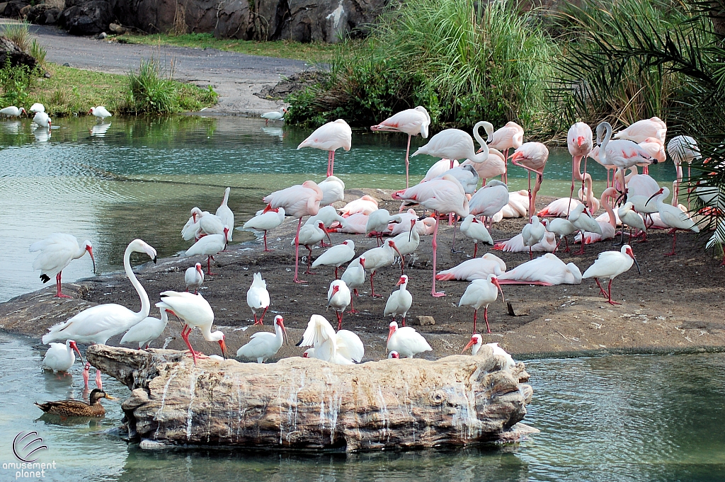 Kilimanjaro Safaris