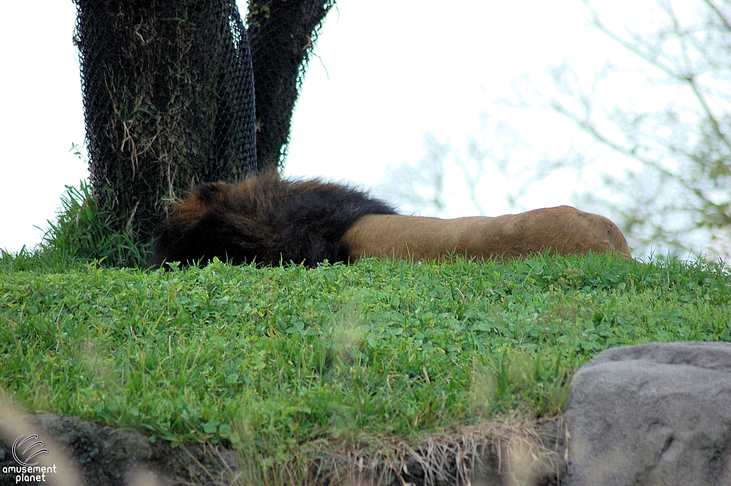 Kilimanjaro Safaris