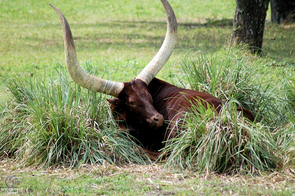 Kilimanjaro Safaris