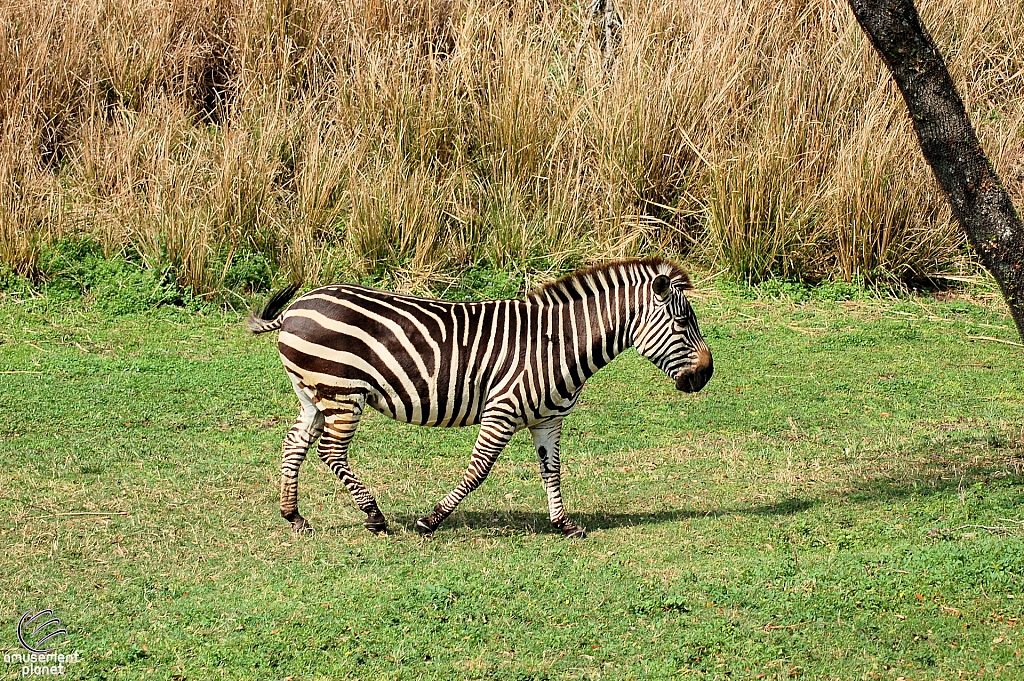 Kilimanjaro Safaris
