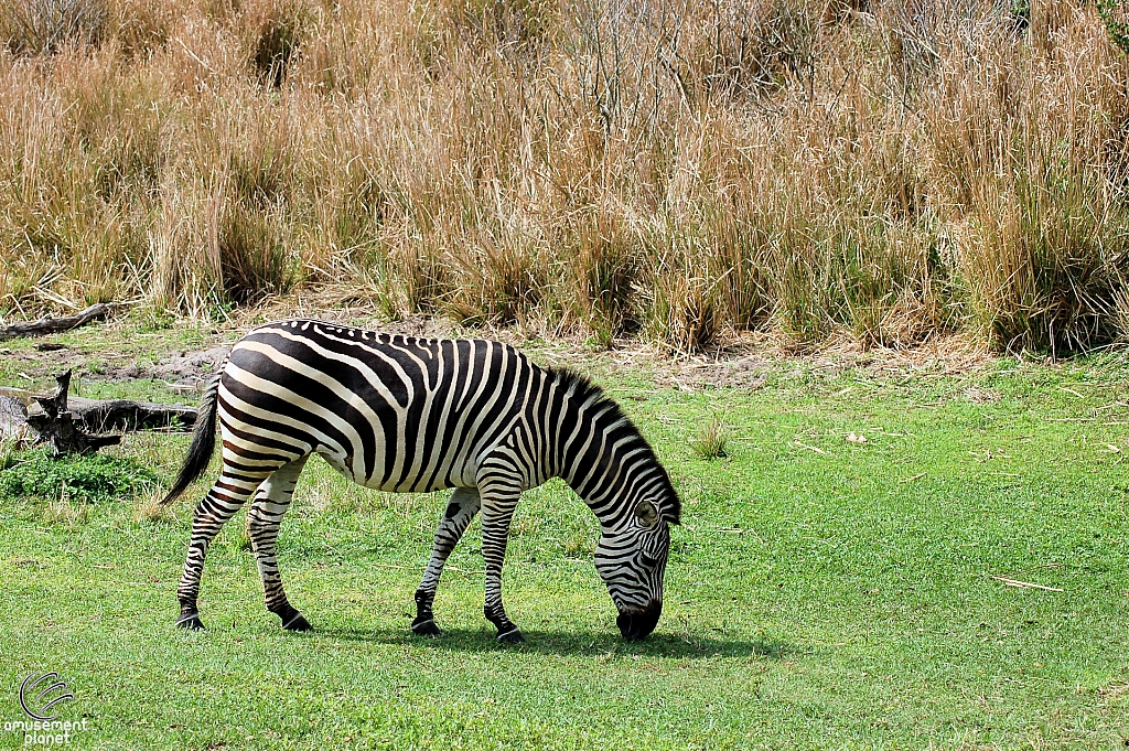 Kilimanjaro Safaris